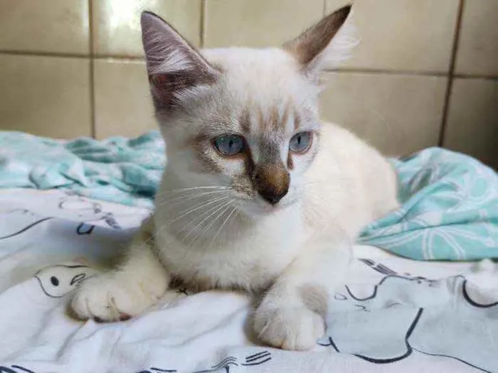Gato raça  idade 2 a 6 meses nome bob