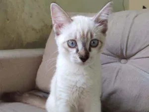 Gato raça  idade 2 a 6 meses nome bob
