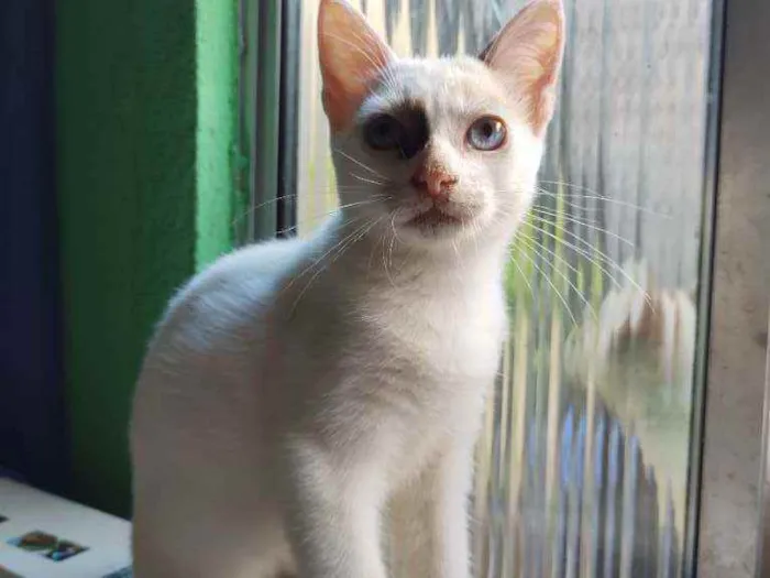 Gato raça  idade 2 a 6 meses nome jujuba