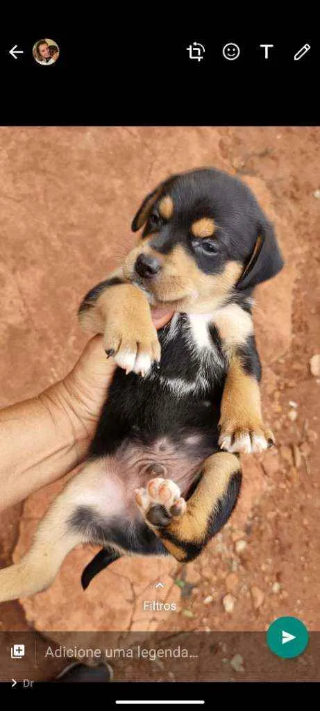 Cachorro ra a Srd idade Abaixo de 2 meses nome A escolher