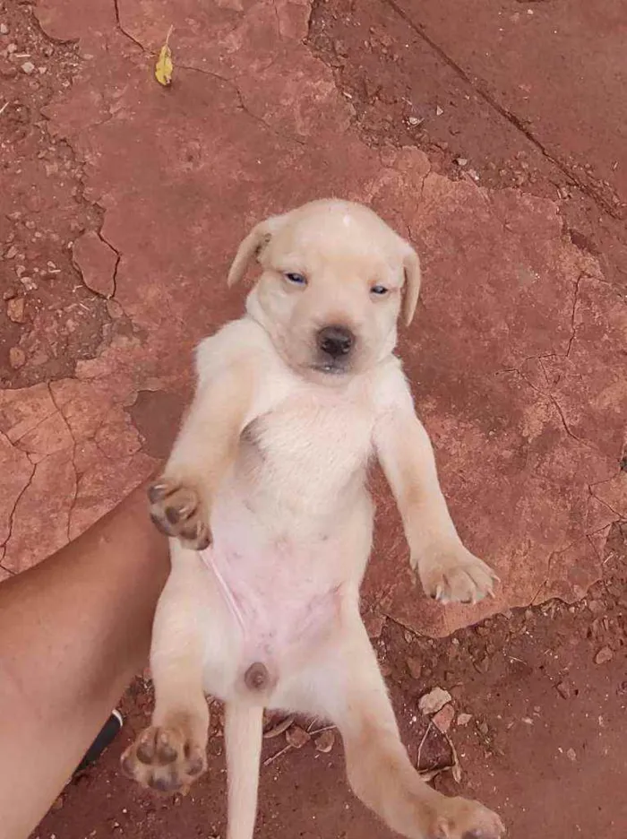 Cachorro ra a Srd idade Abaixo de 2 meses nome A escolher