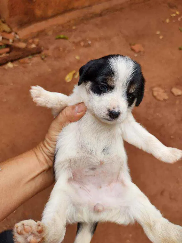 Cachorro ra a Srd idade Abaixo de 2 meses nome A escolher