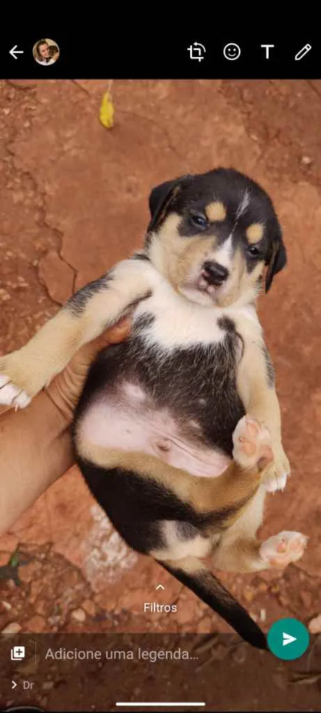 Cachorro ra a Srd idade Abaixo de 2 meses nome A escolher