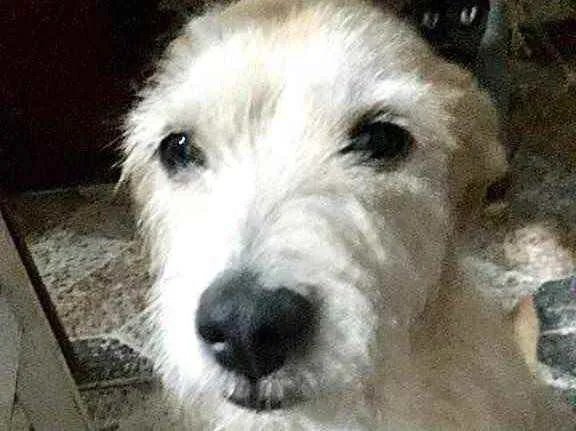 Cachorro raça Srd idade 2 anos nome Princesa urgente 
