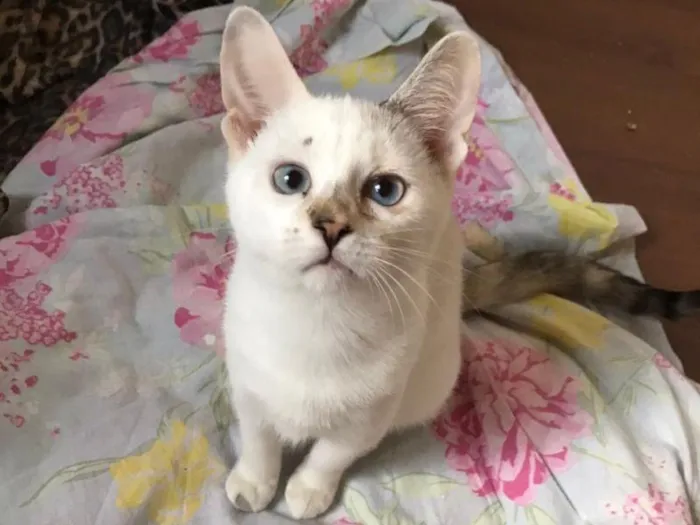 Gato raça SRD-ViraLata idade 2 a 6 meses nome Dama