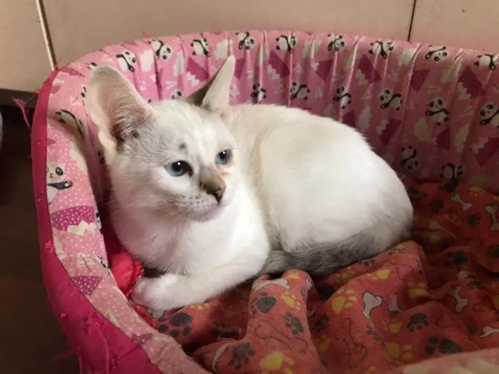 Gato raça SRD-ViraLata idade 2 a 6 meses nome Dama