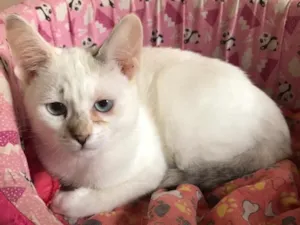 Gato raça SRD-ViraLata idade 2 a 6 meses nome Dama