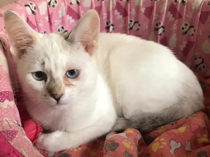 Gato raça SRD-ViraLata idade 2 a 6 meses nome Dama