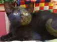 Chiquinha