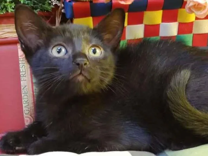 Gato ra a SRD-ViraLata idade Abaixo de 2 meses nome Chiquinha