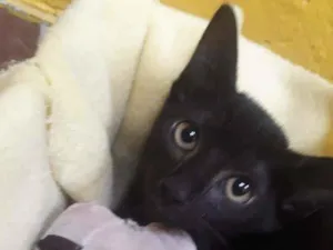 Gato raça SRD-ViraLata idade Abaixo de 2 meses nome Romeu