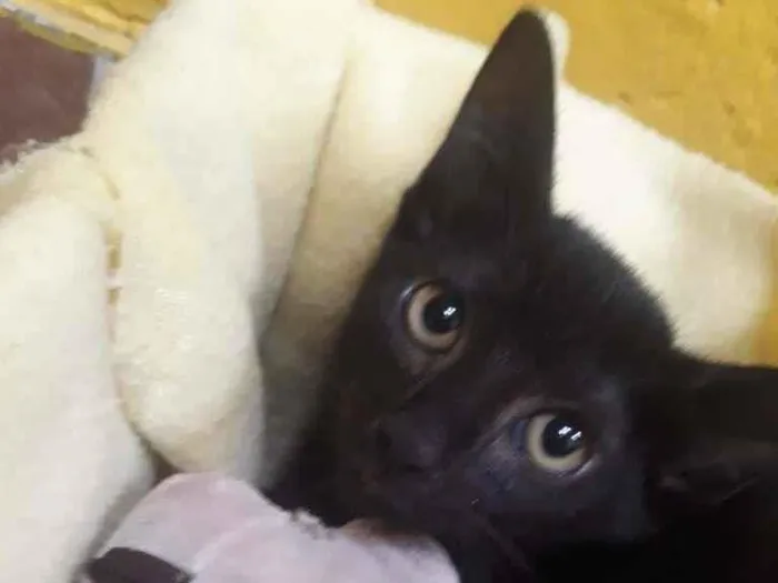 Gato ra a SRD-ViraLata idade Abaixo de 2 meses nome Romeu