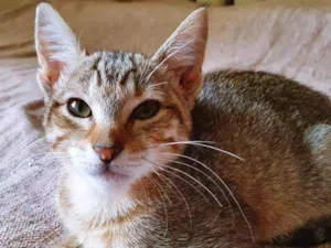 Gato raça SRD-ViraLata idade 2 a 6 meses nome TADEU TIGRE