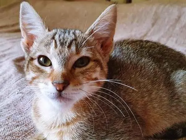 Gato raça SRD-ViraLata idade 2 a 6 meses nome TADEU TIGRE