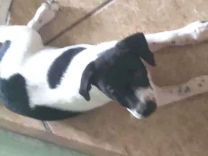 Cachorro raça SRD idade Abaixo de 2 meses nome Sem nome