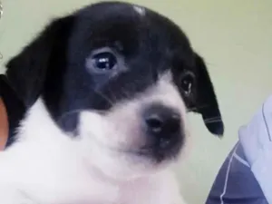 Cachorro raça SRD idade Abaixo de 2 meses nome Sem nome
