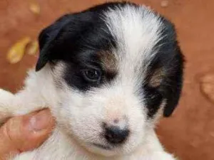 Cachorro raça Srd idade Abaixo de 2 meses nome A escolher