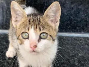 Gato raça Sem raça  idade  nome Linda 