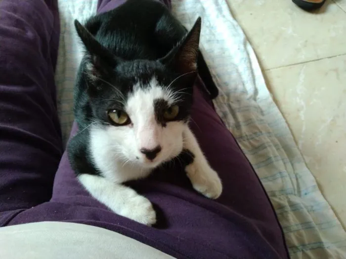 Gato raça SRD-ViraLata idade 2 a 6 meses nome Ubiratã