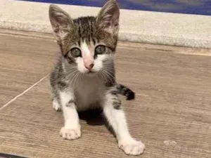 Gato raça SRD idade Abaixo de 2 meses nome Parafina