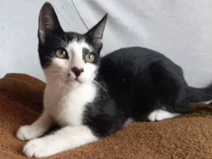 Gato raça SRD-ViraLata idade 2 a 6 meses nome Ubiratã