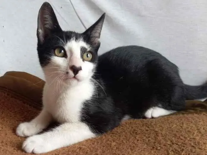 Gato raça SRD-ViraLata idade 2 a 6 meses nome Ubiratã