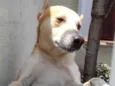 Cachorro raça Srd idade 1 ano nome Trovão bonzinho 