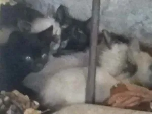 Gato raça Srd idade Abaixo de 2 meses nome Bebés