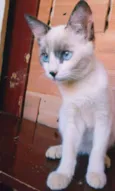 Orelhinha