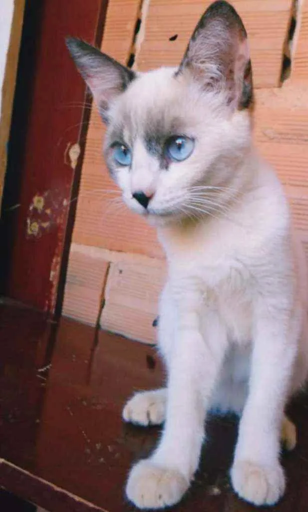 Gato ra a S.R.D. idade 2 a 6 meses nome Orelhinha