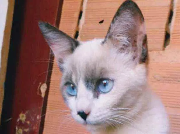 Gato ra a S.R.D. idade 2 a 6 meses nome Orelhinha
