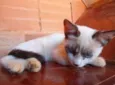 Orelhinha