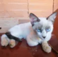 Orelhinha