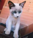 Orelhinha