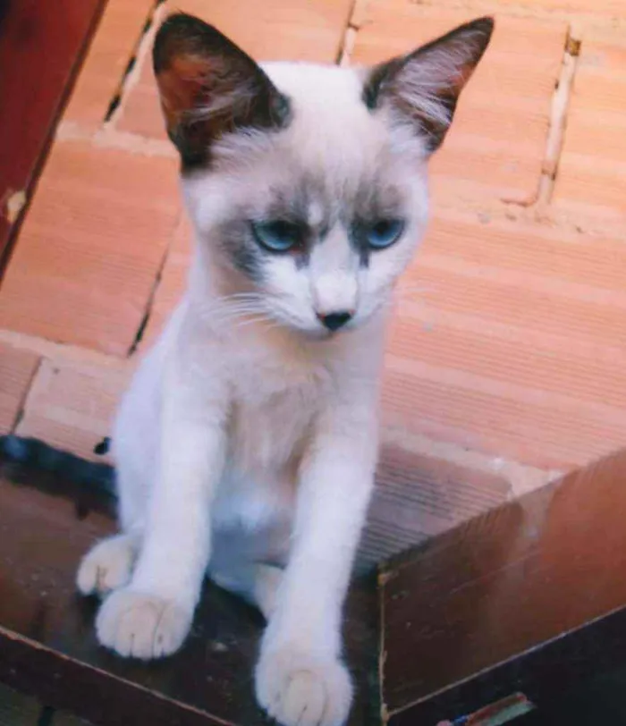 Gato ra a S.R.D. idade 2 a 6 meses nome Orelhinha