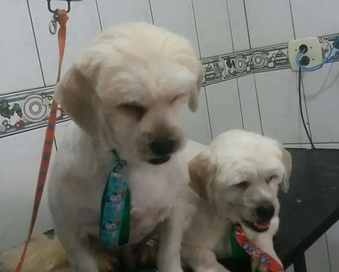 Cachorro ra a LhasaApso idade 2 anos nome Leo e Teo
