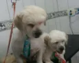 Leo e Teo