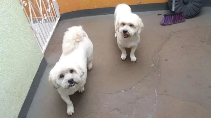 Cachorro ra a LhasaApso idade 2 anos nome Leo e Teo