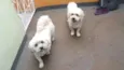 Leo e Teo