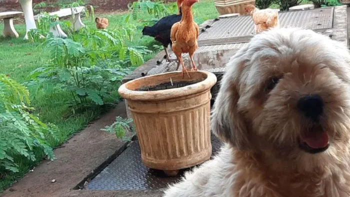 Cachorro ra a LhasaApso idade 2 anos nome Leo e Teo