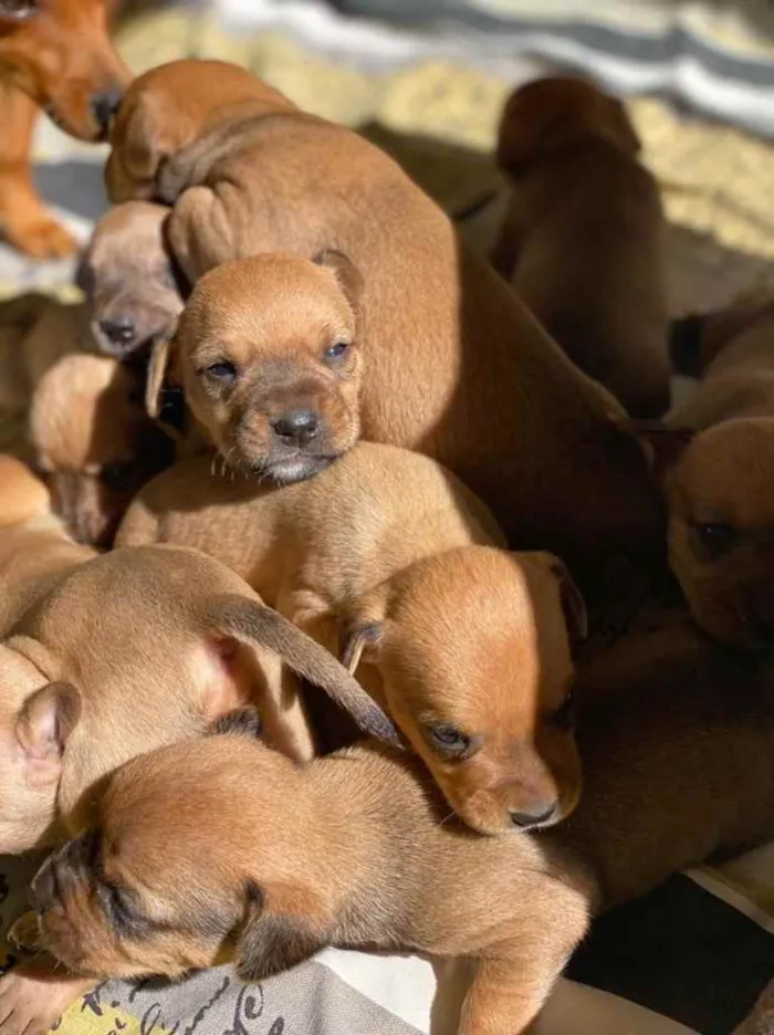 Cachorro ra a American  idade  nome Filhotes