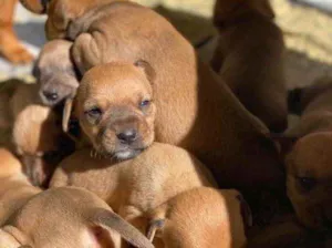 Cachorro raça American  idade  nome Filhotes