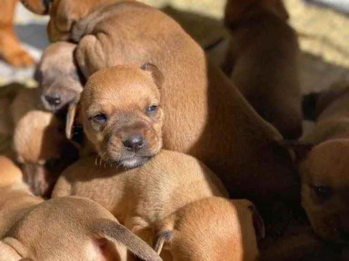 Cachorro ra a American  idade  nome Filhotes