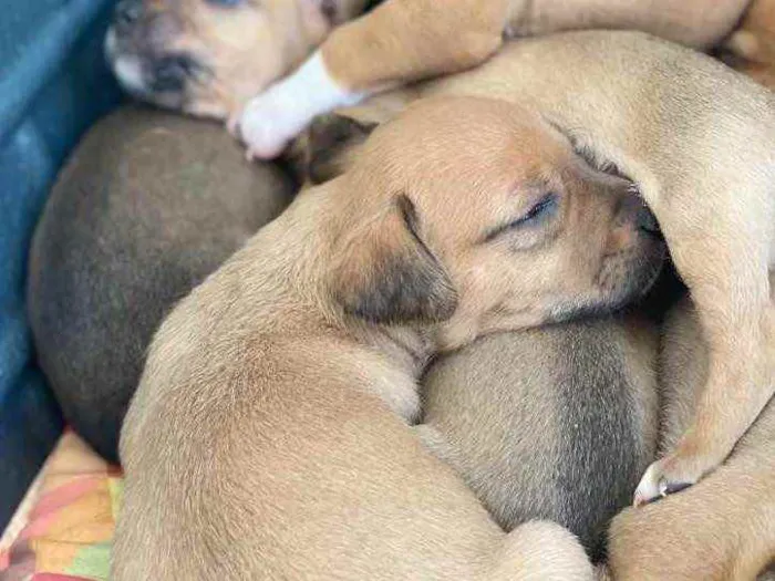 Cachorro ra a American  idade  nome Filhotes