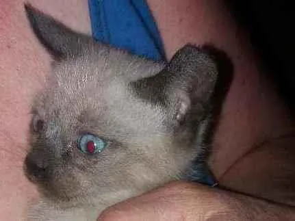 Gato raça Srd idade Abaixo de 2 meses nome Céu