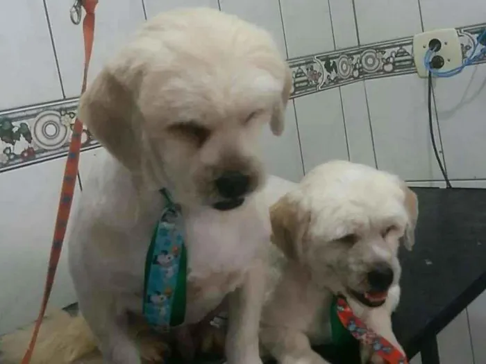 Cachorro ra a LhasaApso idade 2 anos nome Leo e Teo
