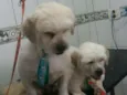 Leo e Teo