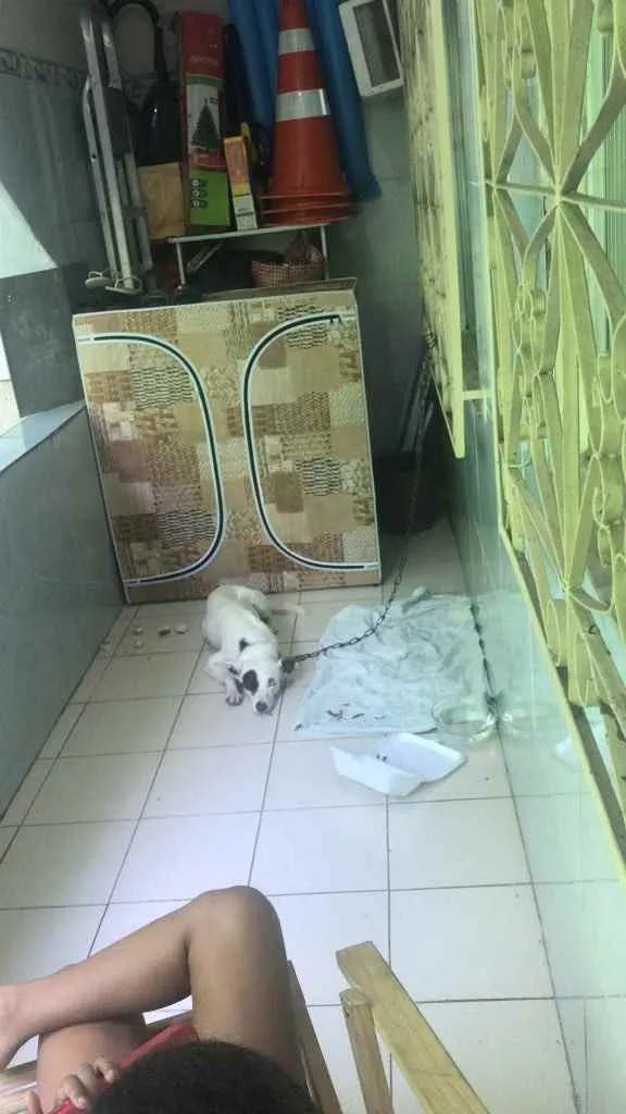 Cachorro ra a Vira-lata  idade Abaixo de 2 meses nome Nego Branco 