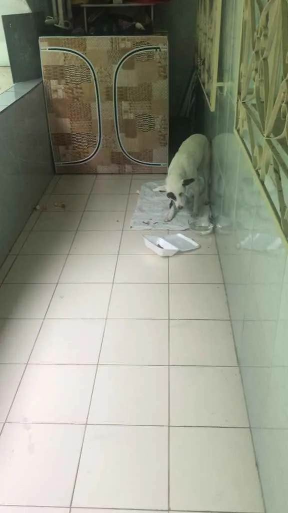 Cachorro ra a Vira-lata  idade Abaixo de 2 meses nome Nego Branco 