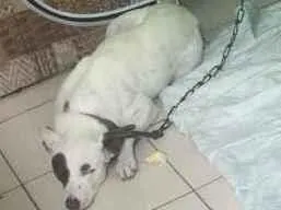 Cachorro raça Vira-lata  idade Abaixo de 2 meses nome Nego Branco 